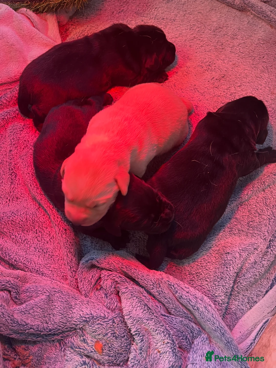 Labrador Retriever dogs for sale: Beautiful Labrador puppy’s  - Advert 26