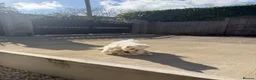 Maltese dogs for sale: Maltese Dogs for Sale – Jasper & Jasmine - Advert 6