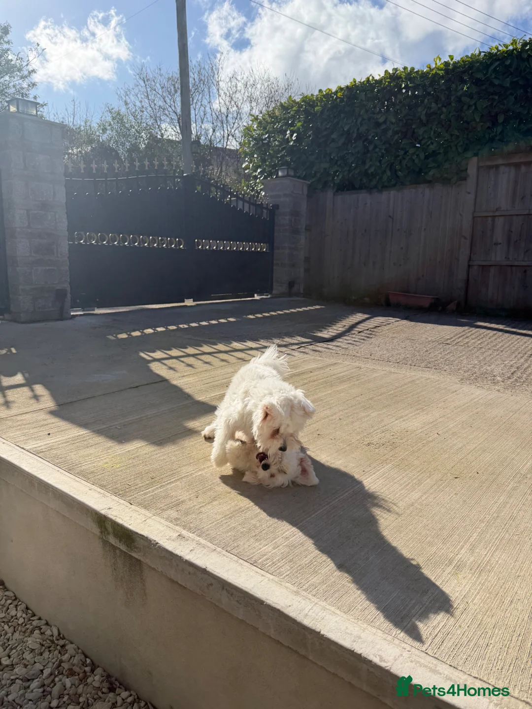 Maltese dogs for sale: Maltese Dogs for Sale – Jasper & Jasmine - Advert 6