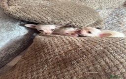 Chihuahua dogs for sale: Double chocolate platinum baby’s READY TO LEAVE  - Image 6