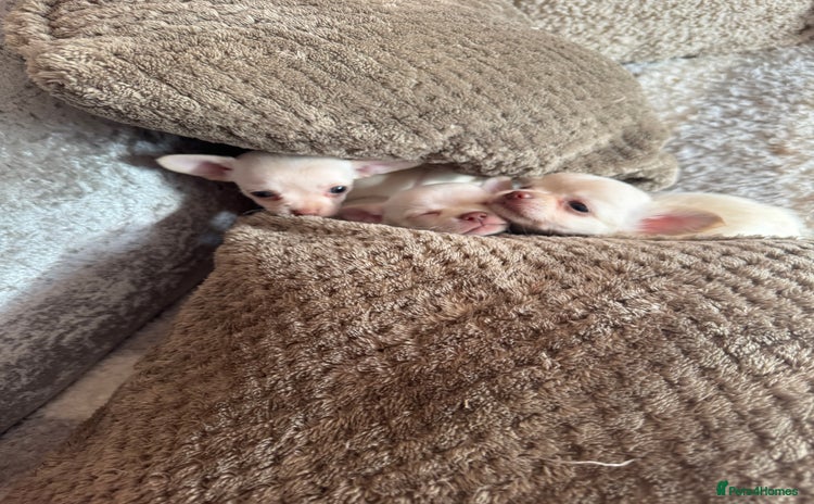 Chihuahua dogs - Advert 15