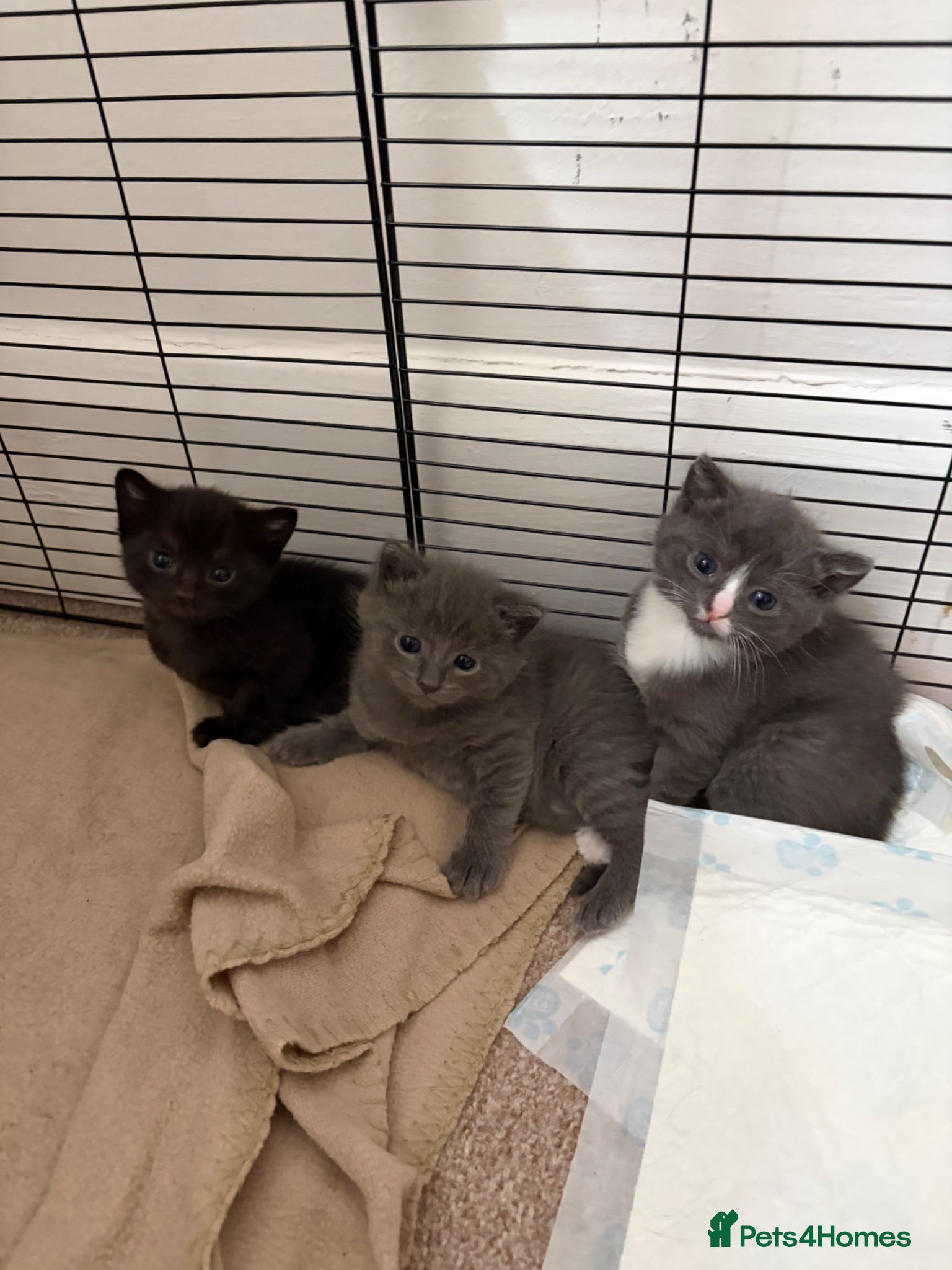 Mixed Breed cats Stunning kittens - Advert 1