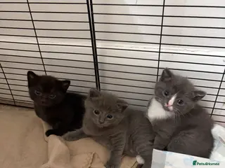 Mixed Breed cats Stunning kittens - Advert 1