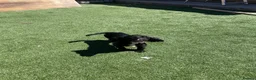 Cocker Spaniel dogs for sale: Working cocker spaniel - Advert 1