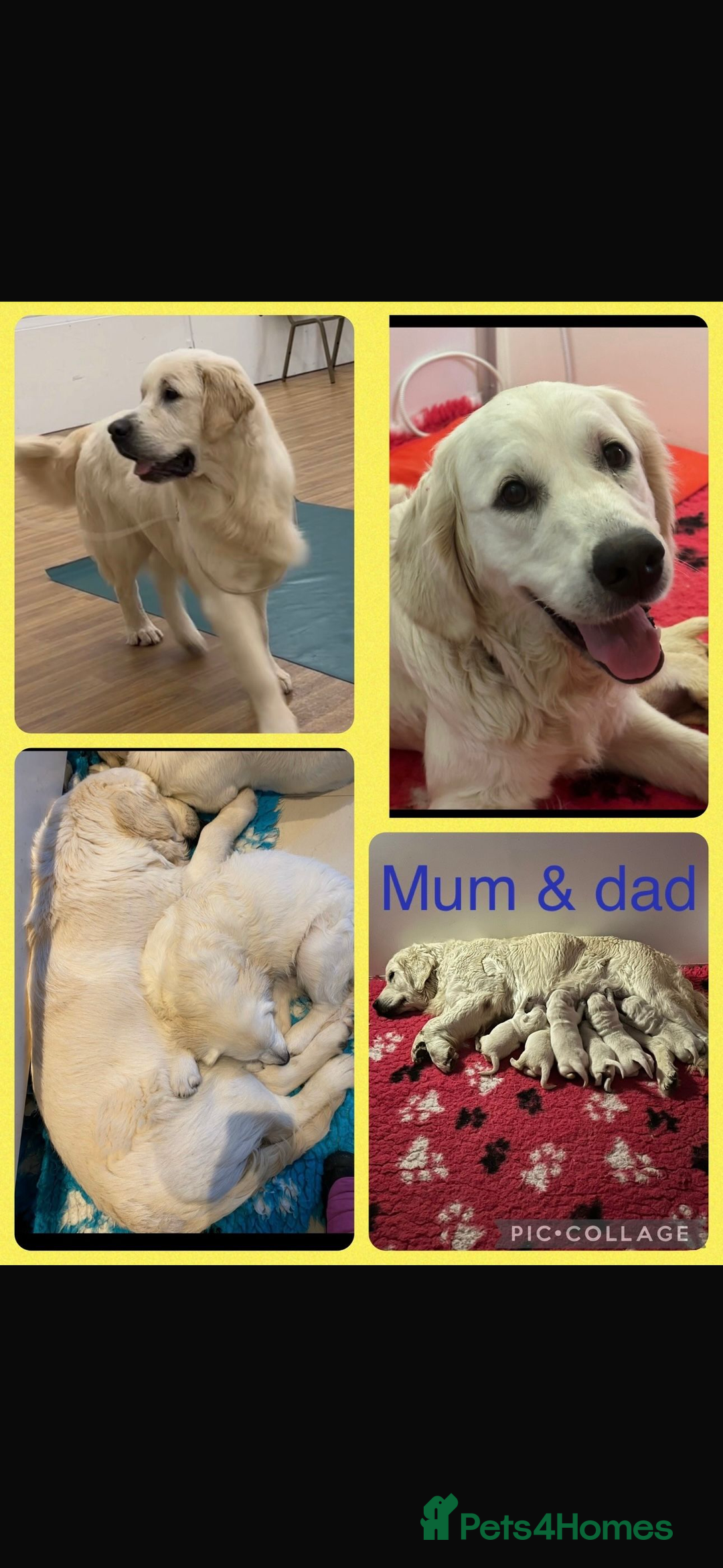 Golden Retriever dogs for sale: Health Tested Parents cream Golden Retriever Puppy - Advert 2