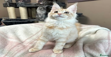 Maine Coon cats Pedigree maine coon kittens ready now - Advert 2