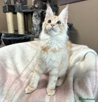 Maine Coon cats Pedigree maine coon kittens ready now - Advert 2