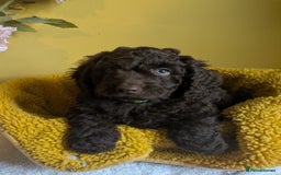 Cockapoo dogs for sale: Gorgeous Cockapoo puppies - Image 18