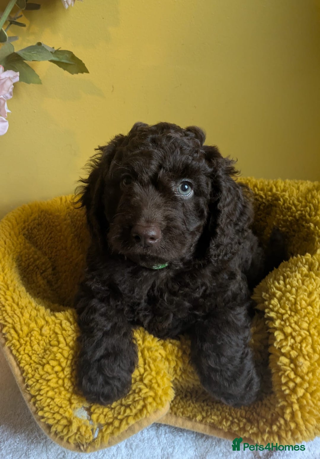 Cockapoo dogs for sale: Gorgeous Cockapoo puppies - Image 18