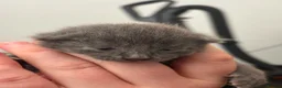 Mixed Breed cats for sale: 3/4 Maine coon kittens  - Advert 16