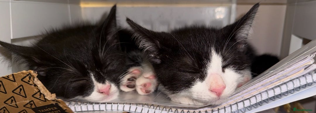 Mixed Breed cats for sale: Kitten for sale (14 weeks old)  - Image 9