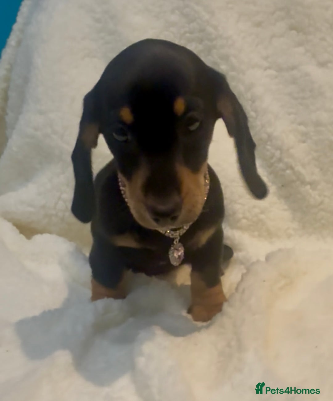 Dachshund dogs for sale: Kc registered miniature smooth daschunds  - Advert 4
