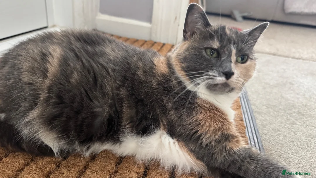 British Shorthair cats for sale: Looking for a loving home - Advert 2