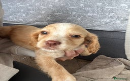 Cocker Spaniel dogs for sale: Cocker spaniel pups 🐾 - Image 26