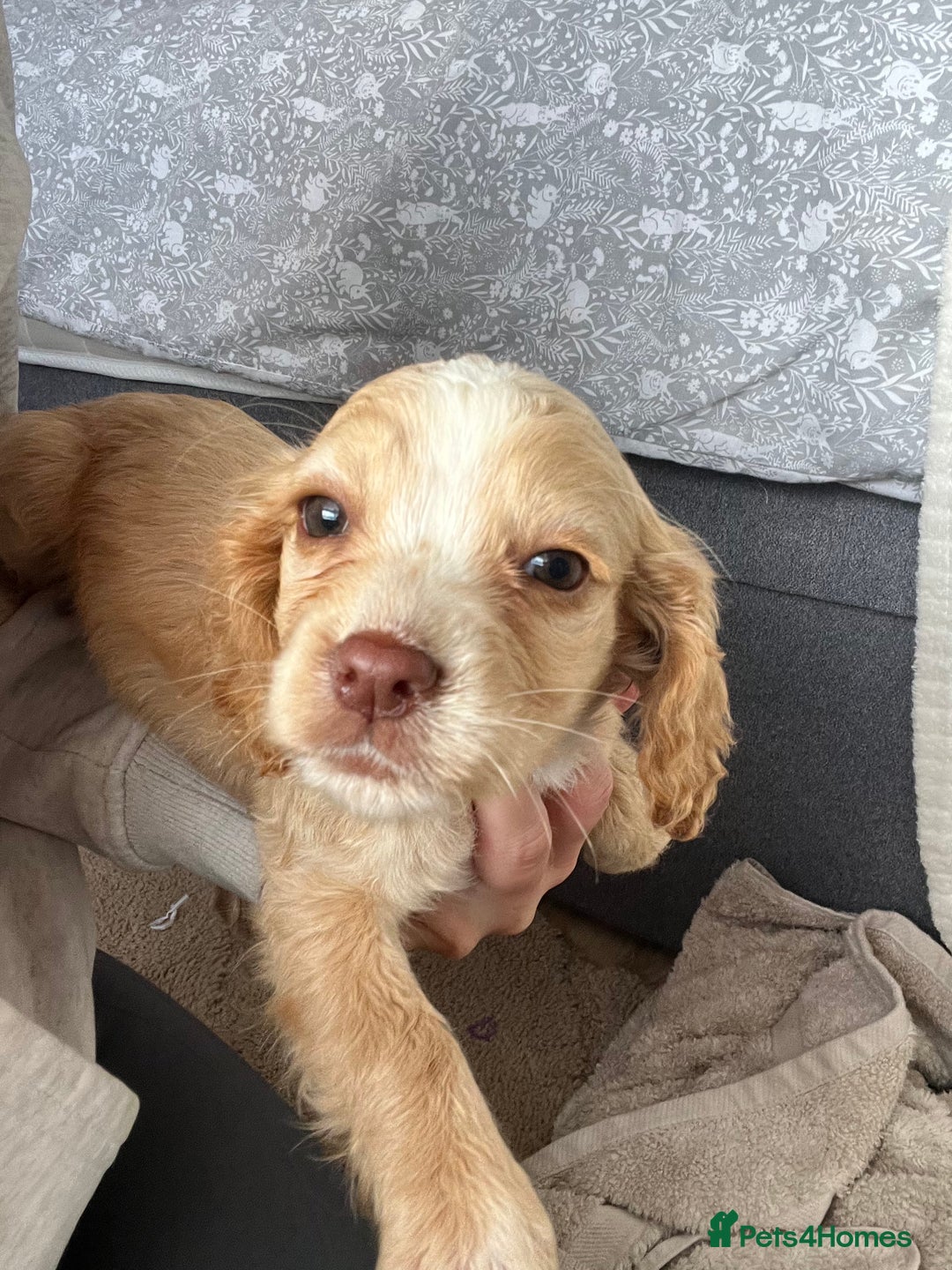 Cocker Spaniel dogs for sale: Cocker spaniel pups 🐾 - Image 26