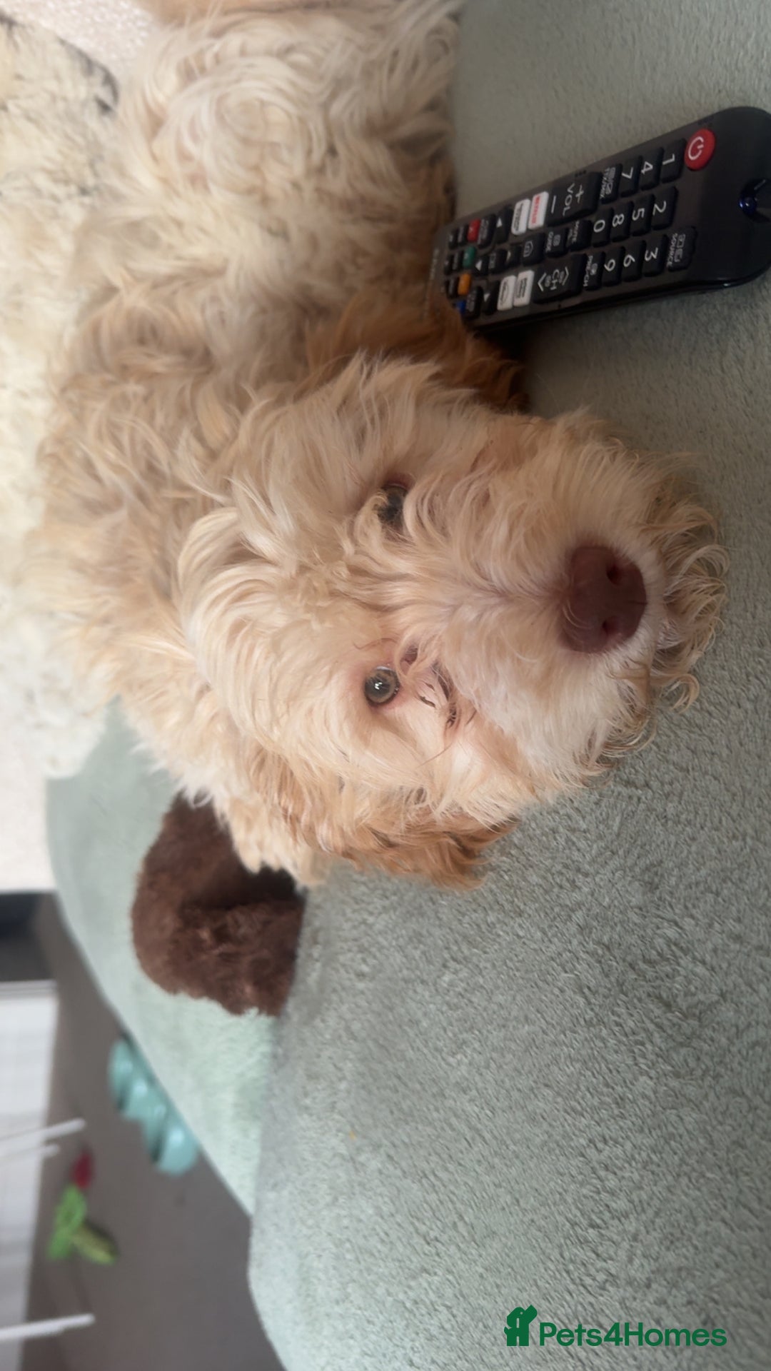 Cockapoo dogs for sale: 2 Male Cockapoos need a home :( - Image 7