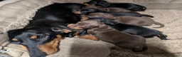 Miniature Dachshund dogs for sale: Quality KC/ PRA clear Miniature Dachshund puppies  - Advert 10