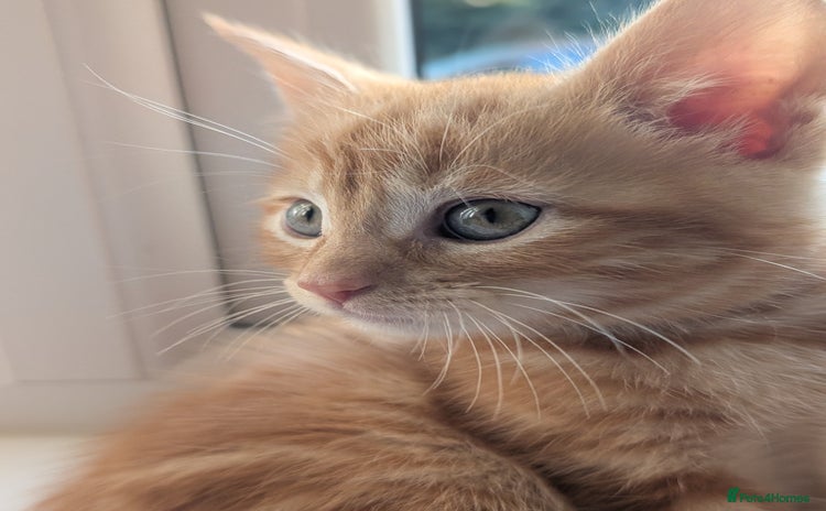 Mixed Breed cats - Advert 6