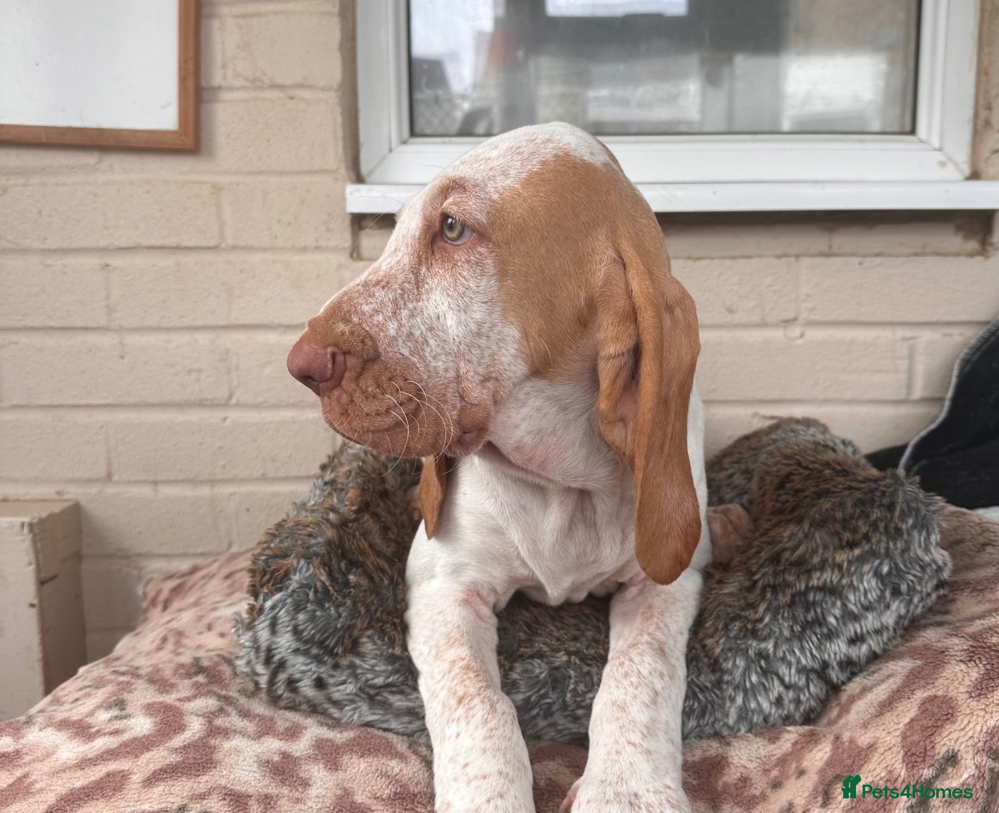Bracco Italiano dogs Top breeder 2021,22,22,24,25 ⭐️⭐️⭐️⭐️⭐️ - Advert 1