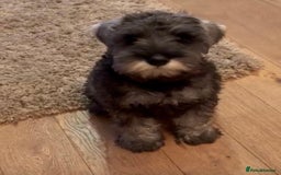 Miniature Schnauzer dogs for sale: Fully Vaccinated Beautiful Pepper & Salt babies - Image 6