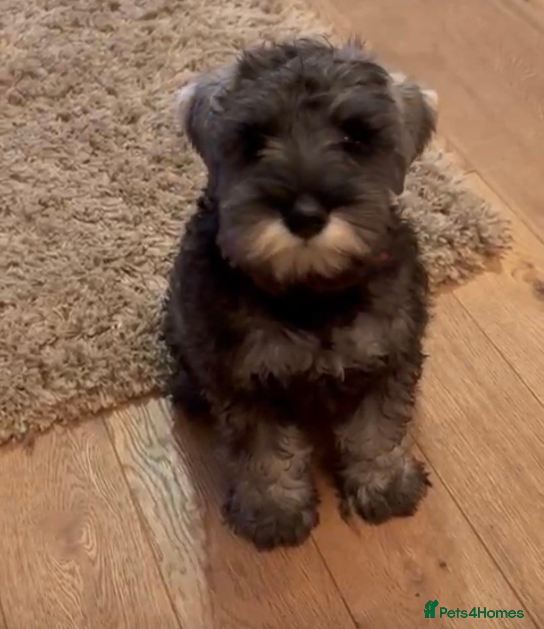 Miniature Schnauzer dogs for sale: Fully Vaccinated Beautiful Pepper & Salt babies - Image 6