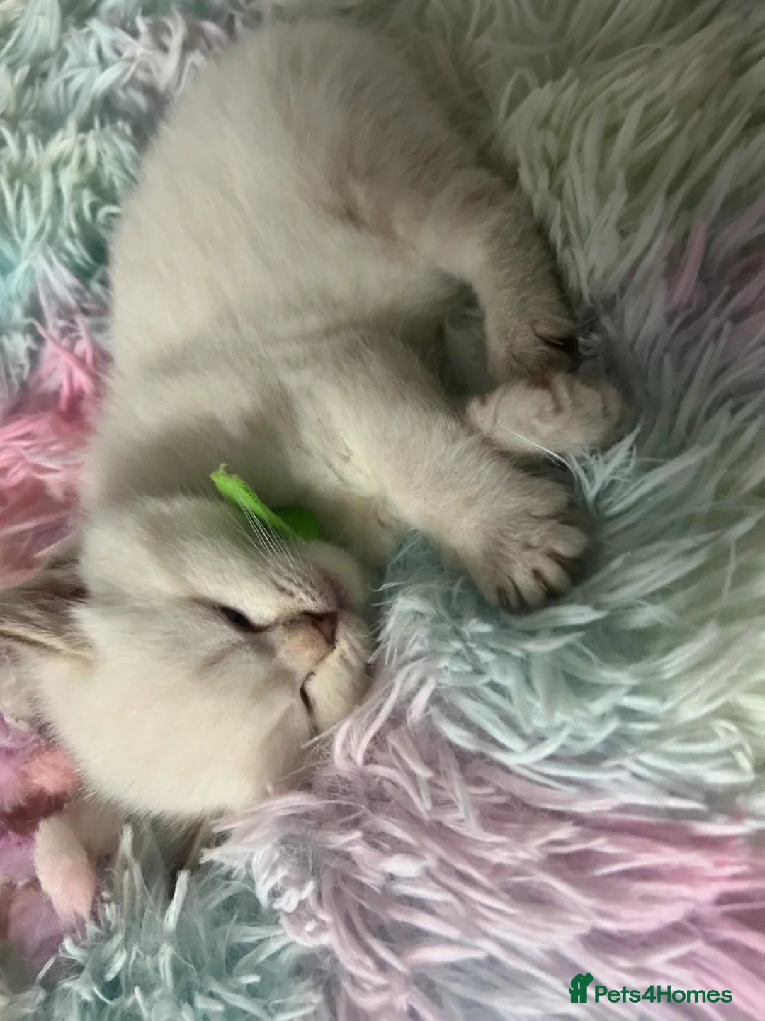 British Shorthair cats for sale: 4 stunning british short hair kittens  - Advert 2