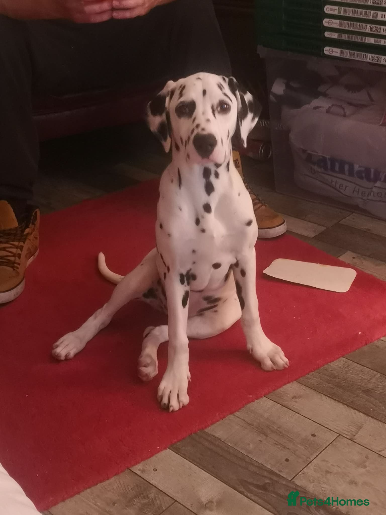 Dalmatian dogs Beautiful Purebred Black-Spotted Dalmatian Puppies - Advert 1