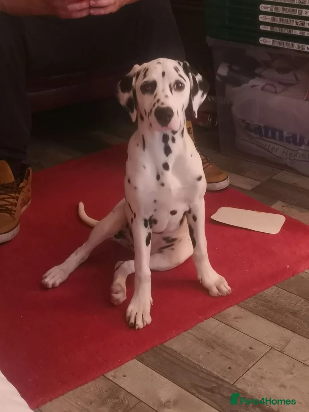 Dalmatian dogs for sale: Beautiful Purebred Black-Spotted Dalmatian Puppies - Advert 1