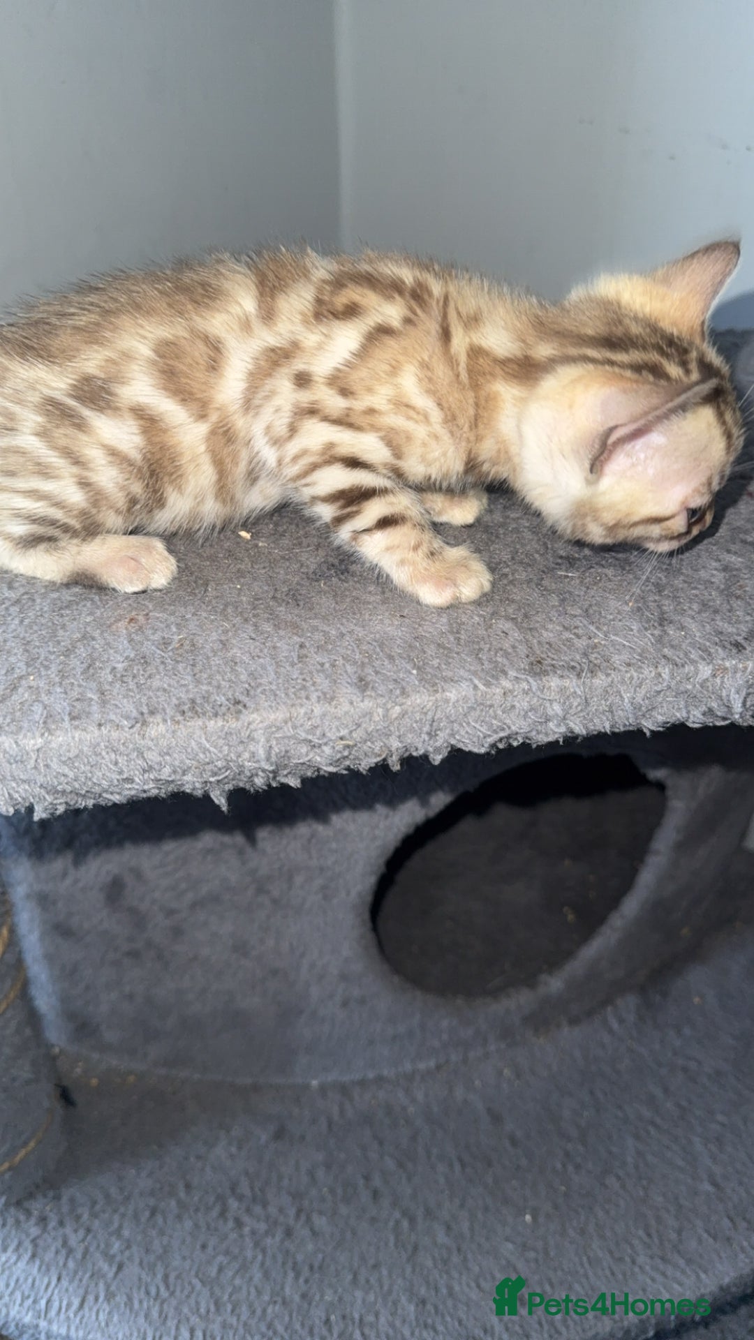 Bengal cats for sale: Bengal kittens  - Advert 26