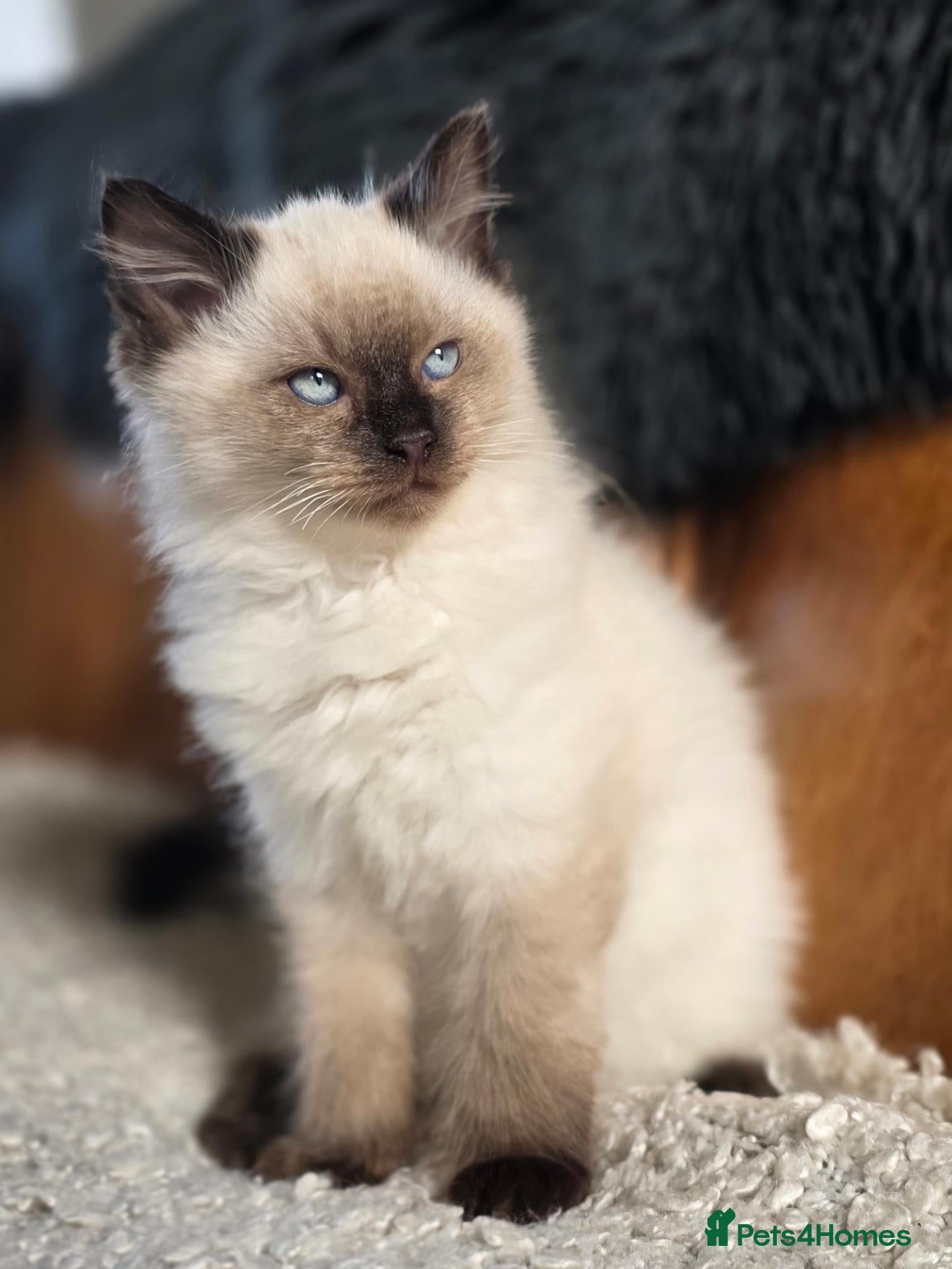 Ragdoll cats for sale: Beautiful Ragdoll Kittens - Advert 1