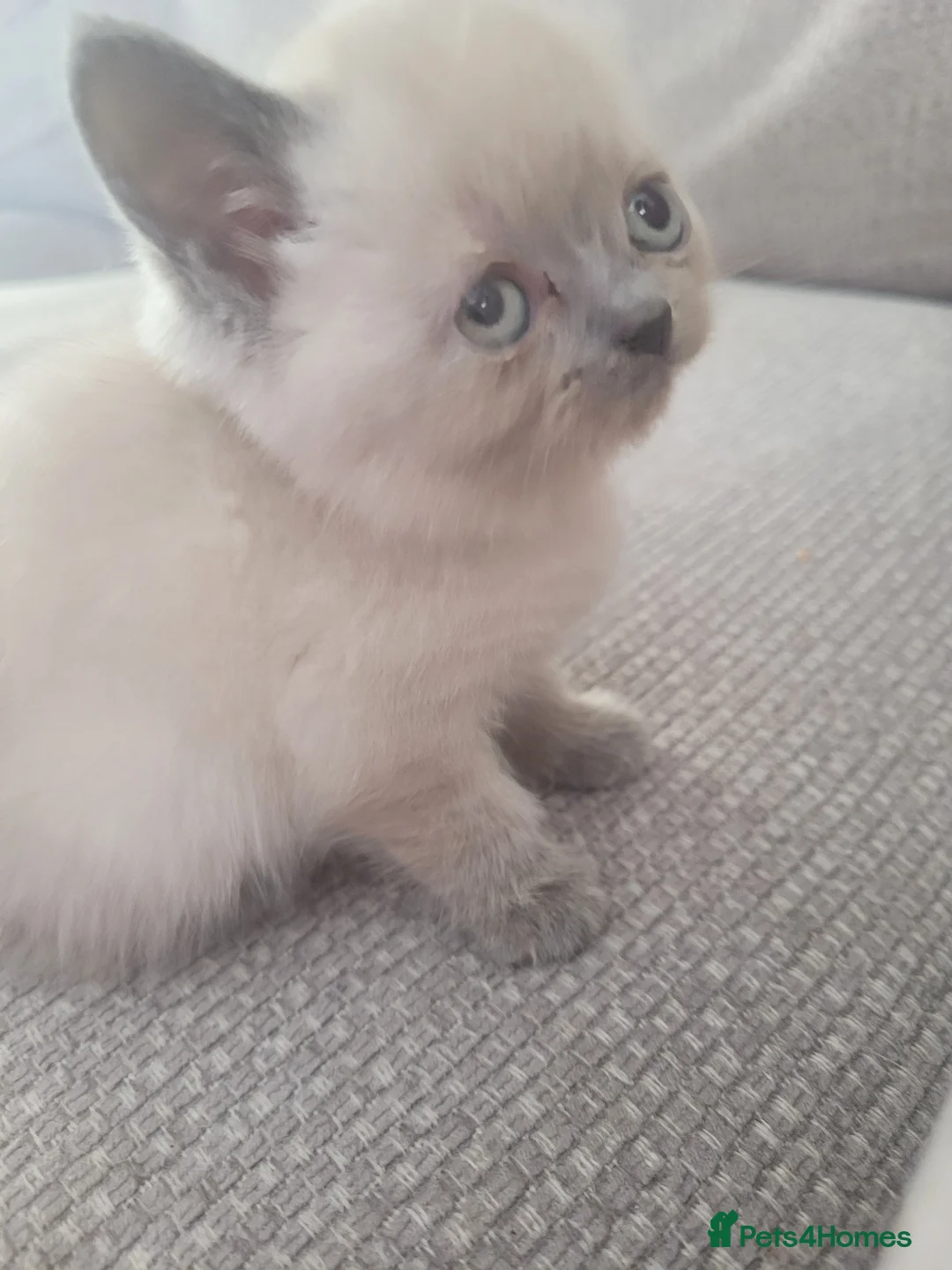 British Shorthair cats for sale: Beautiful British short hair kittens  in Cannock - Advert 11
