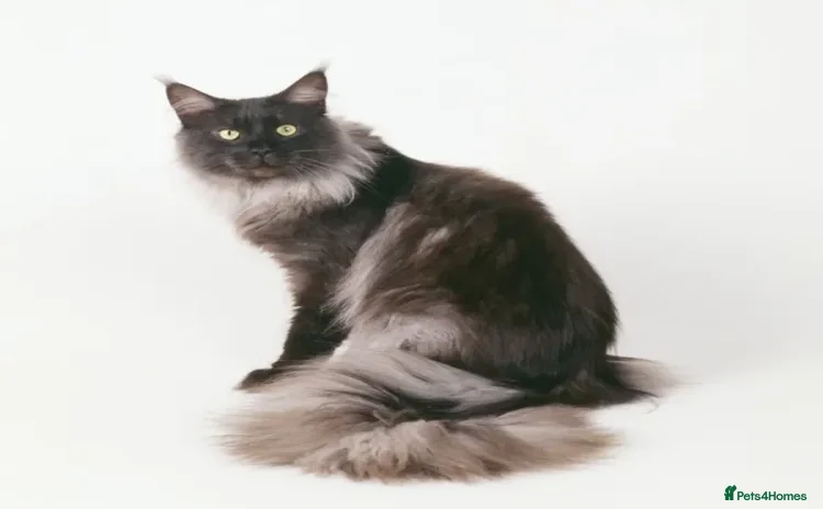 Maine Coon cats - Advert 2