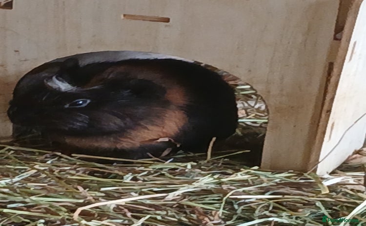 Guinea Pig rodents - Advert 1