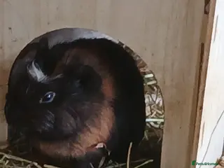 Guinea Pig rodents Boar Guinea Pigs for Sale £30 ( REDUCED) - Advert 12