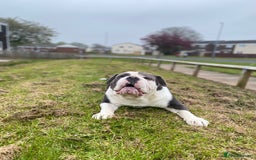 Olde English Bulldogge dogs for sale: 6 year boy needs new home - Image 3