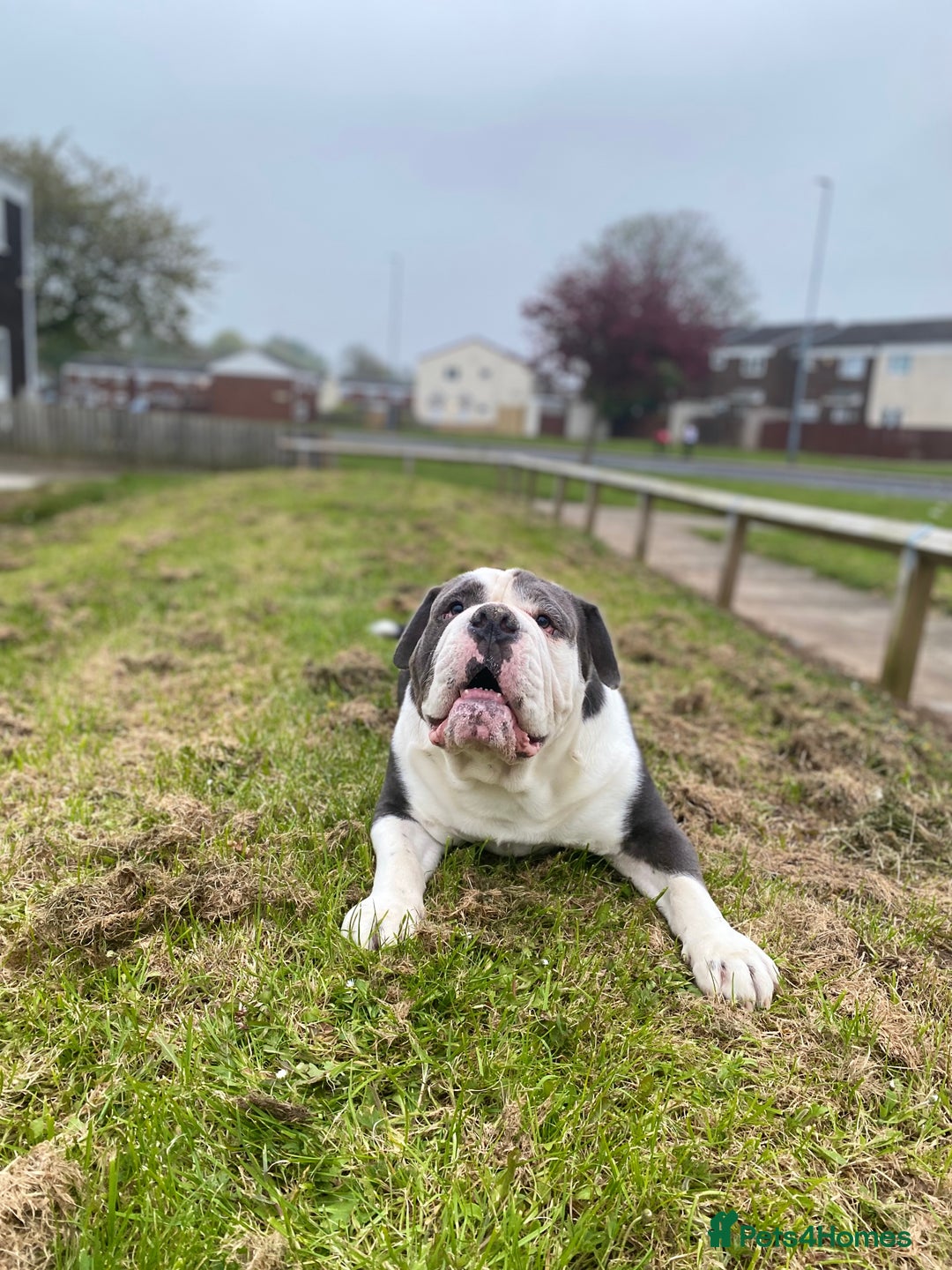 Olde English Bulldogge dogs for sale: 6 year boy needs new home - Image 3