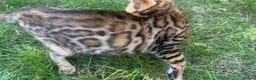 Bengal cats for sale: TICA Registered Bengal Kitten - Stunning Rosettes - Advert 14