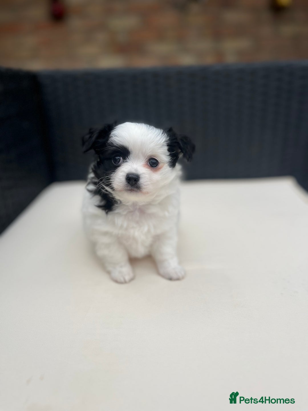 Chihuahua dogs for sale: 2 beautiful chihuahua boys for sale  - Image 2