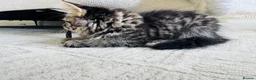 Mixed Breed cats for sale: Female Ragdoll X ready for a new home. - Advert 4