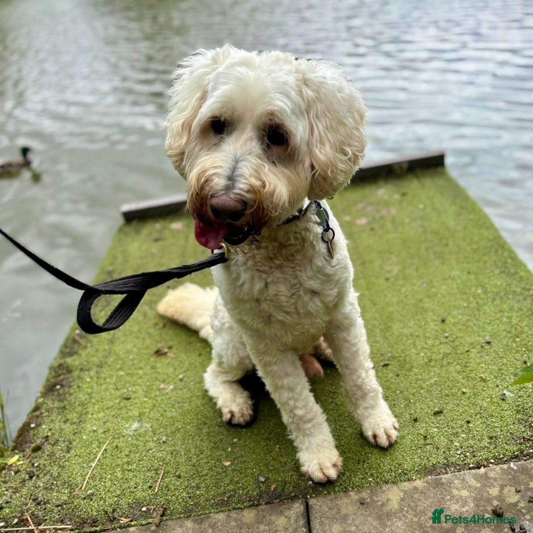 Goldendoodle dogs for sale: Beautiful male Goldendoodle looking for a home - Image 5
