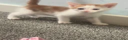 Mixed Breed cats for sale: 3 kittens  - Advert 3