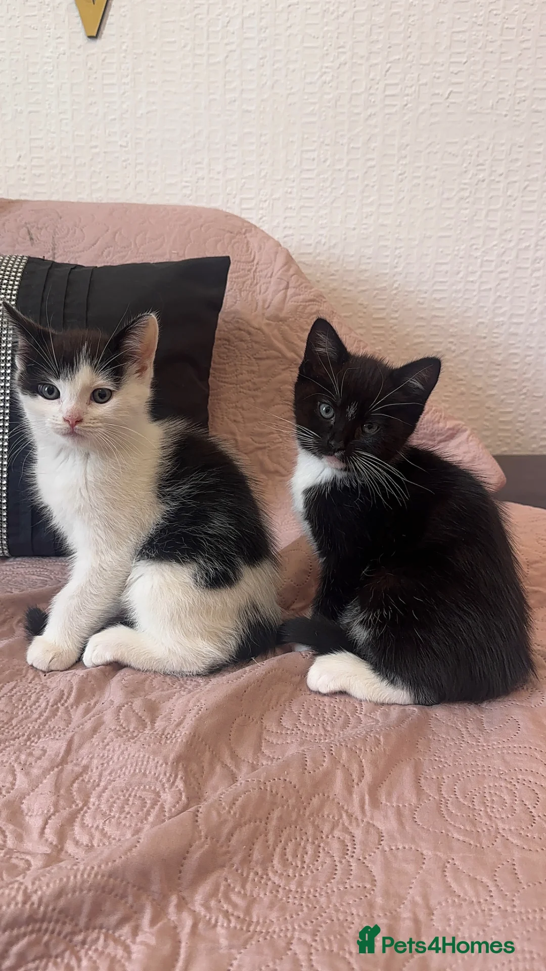 Ragdoll cats for sale: Adorable Ragdoll x Tabby Kittens - Advert 2