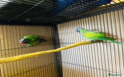 Parakeets birds for sale: Lord Derbyan Parrot for sale.👍QUICK SALE 👍 - Advert 8