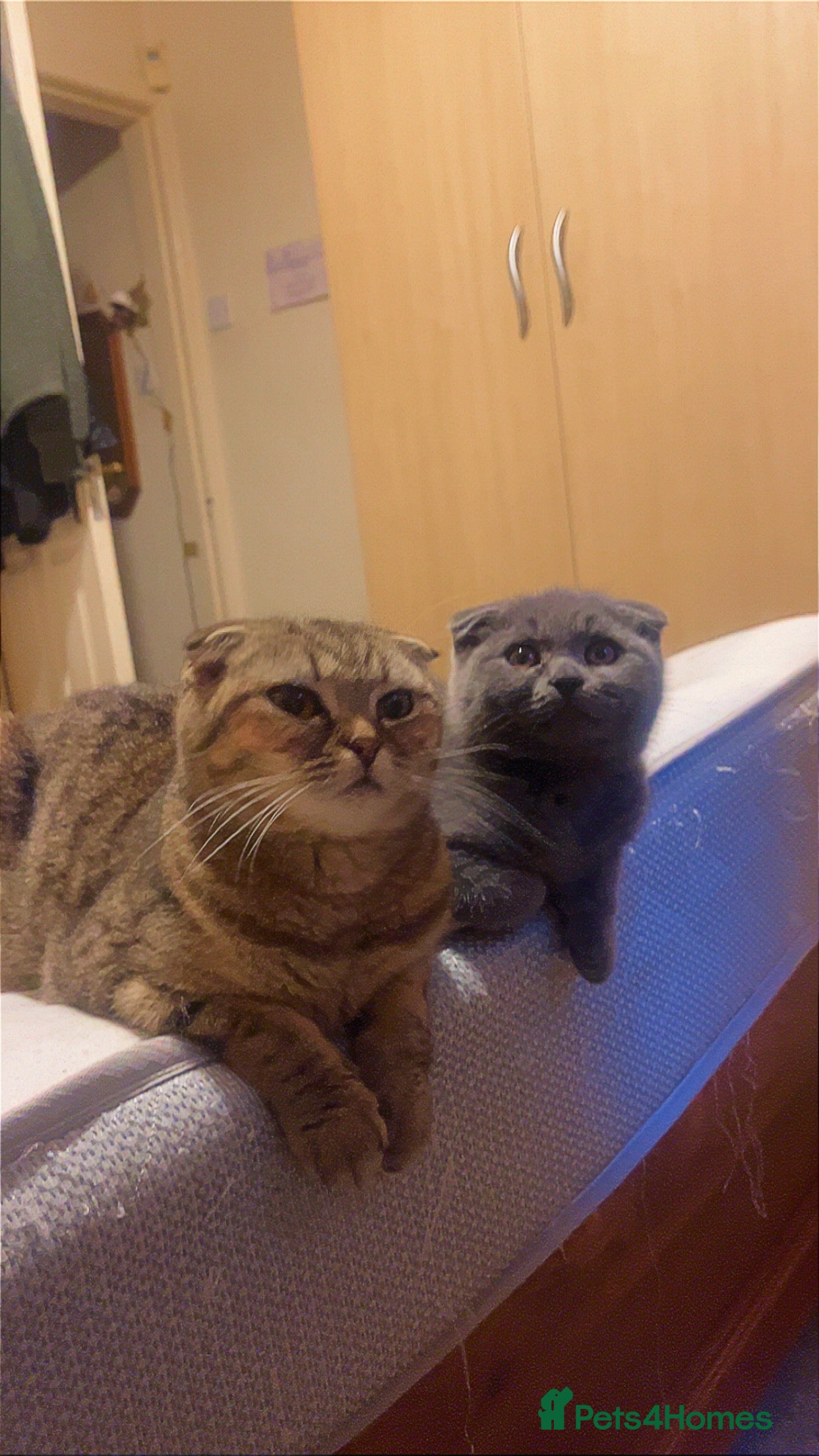 Scottish Fold cats Scottish fold - Advert 1