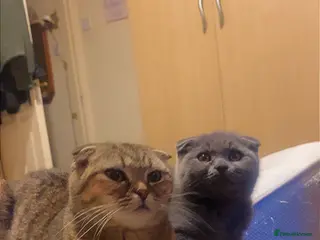 Scottish Fold cats Scottish fold - Advert 1