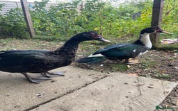 Ducks poultry for sale: Muscovy duck - Image 2