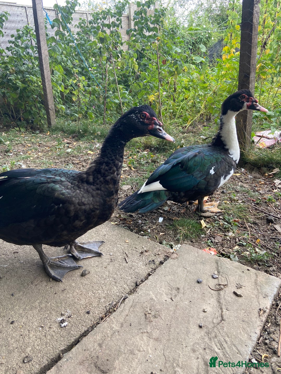 Ducks poultry for sale: Muscovy duck - Image 2