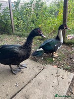 Ducks poultry - Advert 5