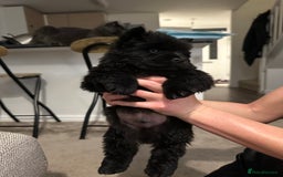 Chow Chow dogs for sale: 🐾 Chow Chow Puppies 2 Black 1 Red🐾 - Image 4