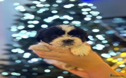Shih Tzu dogs for sale: Beautiful litter of 6 Shih Tuz pups  - Advert 14